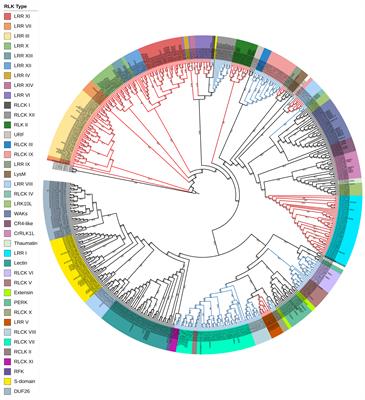 An update on evolutionary, structural, and functional studies of receptor-like kinases in plants